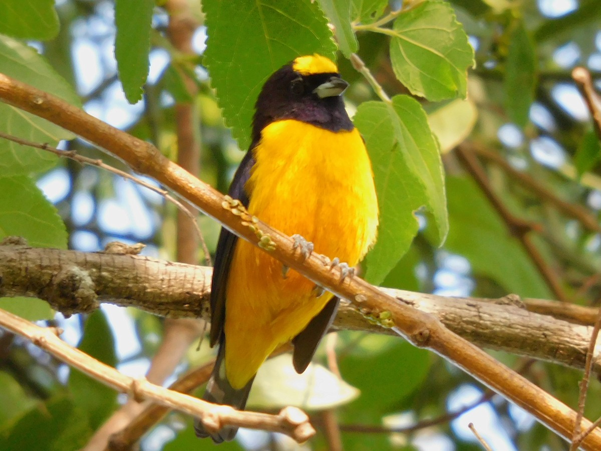 Velvet-fronted Euphonia - ML552566231