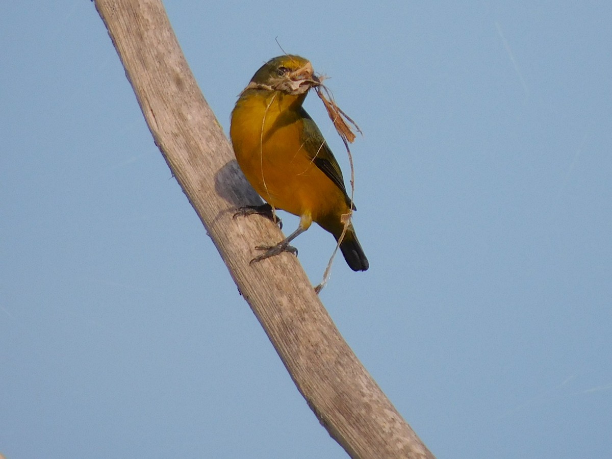 Velvet-fronted Euphonia - Jaime Bolaños