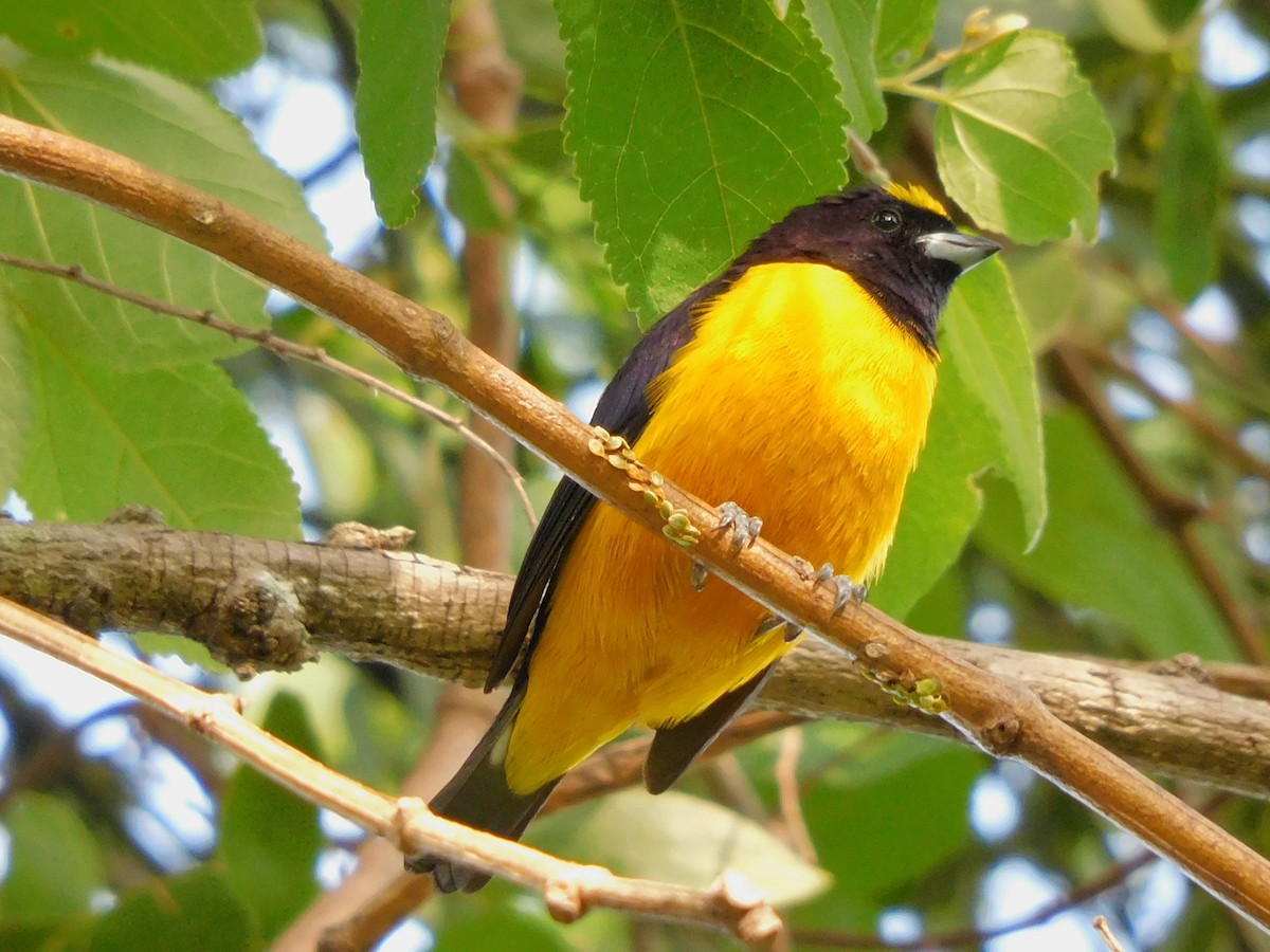 Velvet-fronted Euphonia - ML552566301