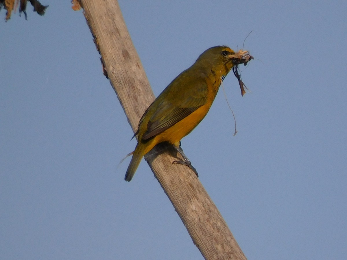 Velvet-fronted Euphonia - ML552566331