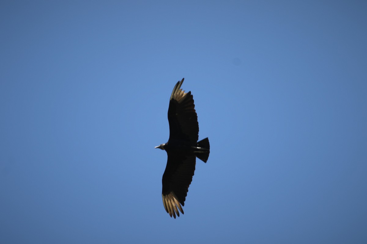 Black Vulture - ML552567301
