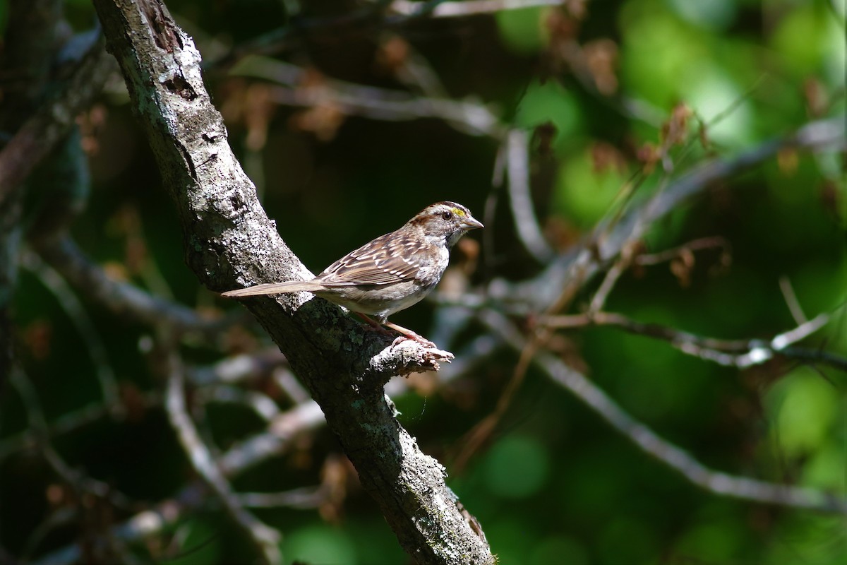 White-throated Sparrow - ML552567721