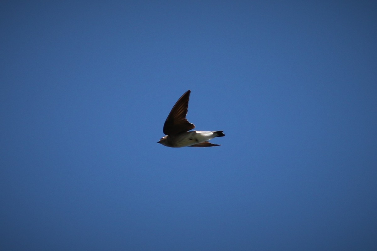 Northern Rough-winged Swallow - Brian Berry