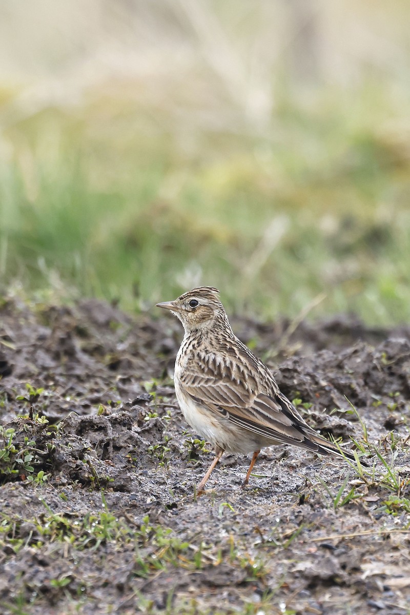 Eurasian Skylark (European) - ML552568401