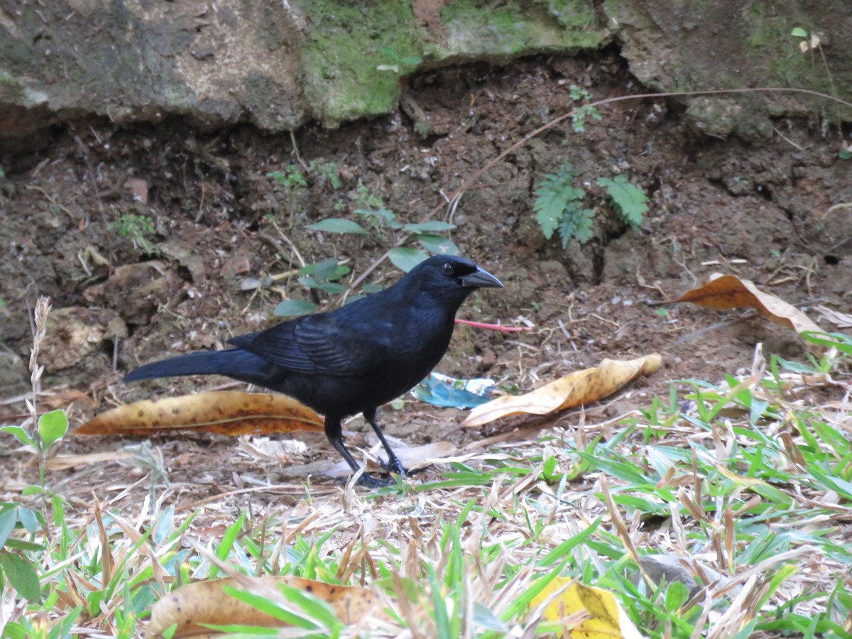 Cuban Blackbird - ML55256931