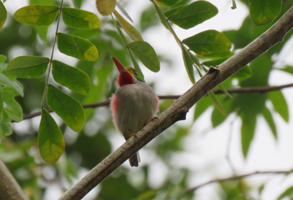 Cuban Tody - ML55256941