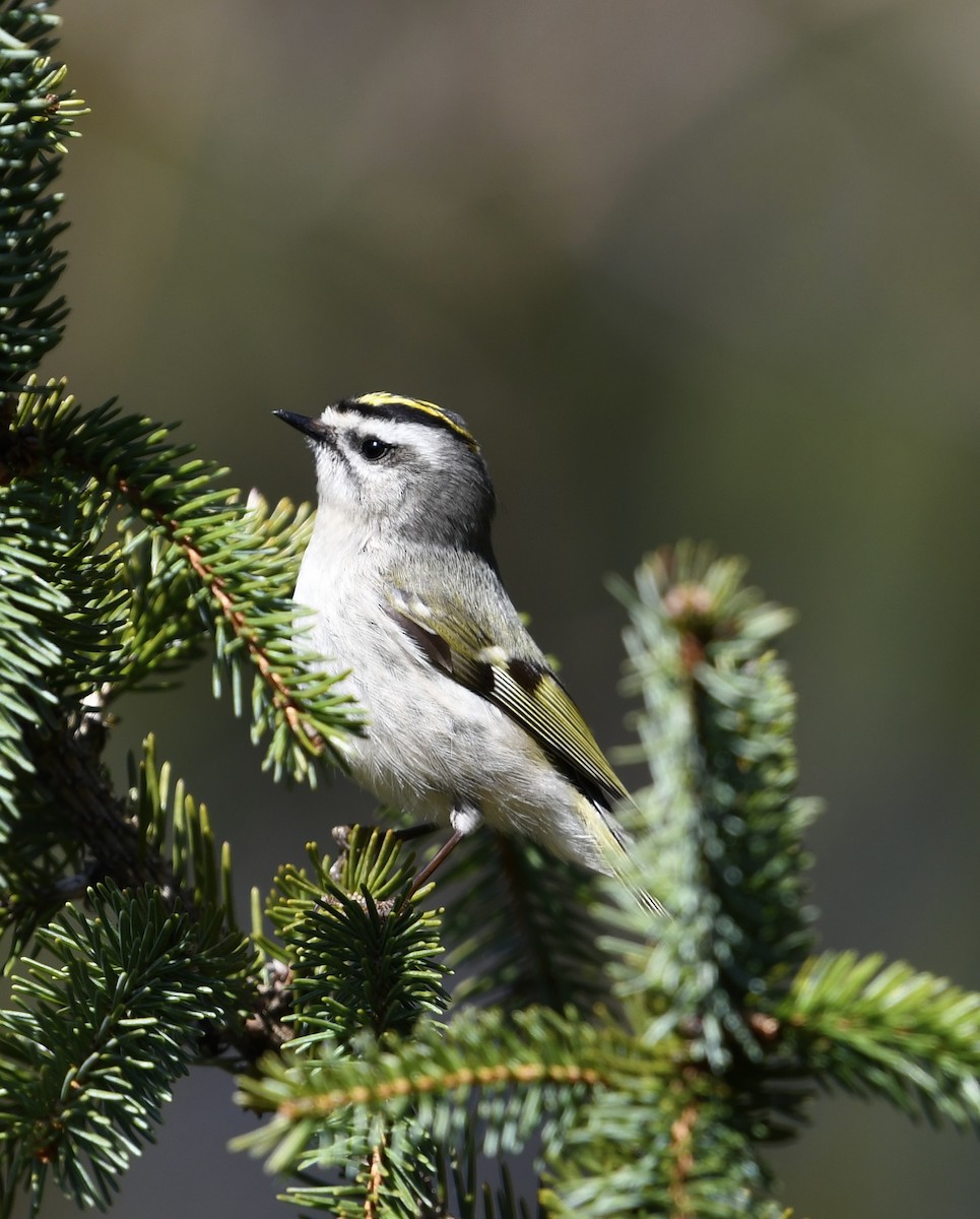 Golden-crowned Kinglet - ML552570141