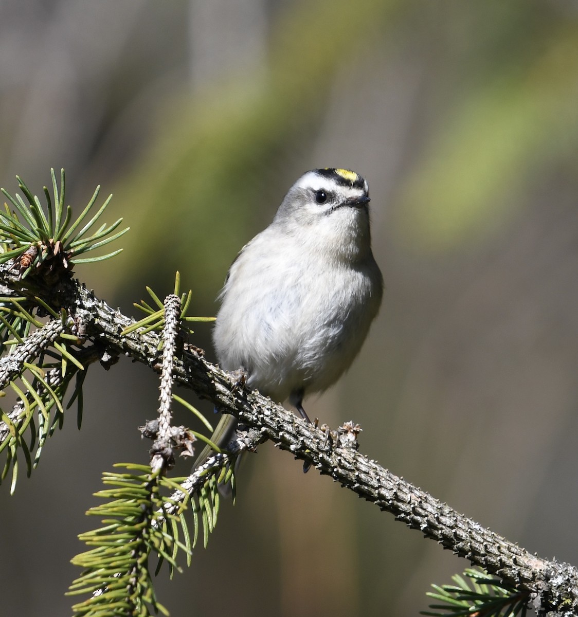 Golden-crowned Kinglet - ML552570151