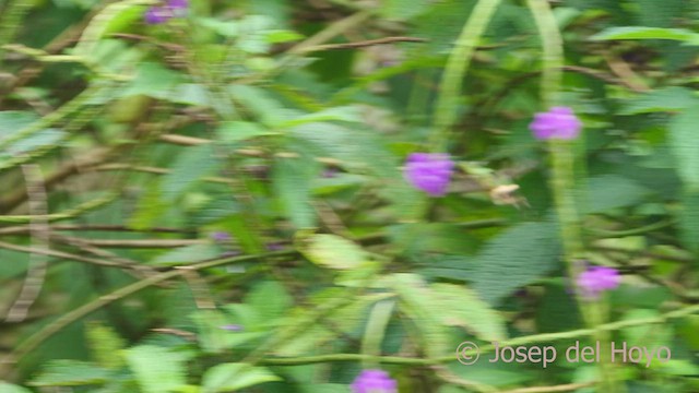 Black-crested Coquette - ML552572521