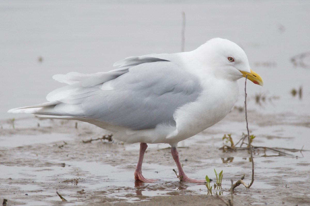 Iceland Gull (kumlieni/glaucoides) - Amanda Guercio