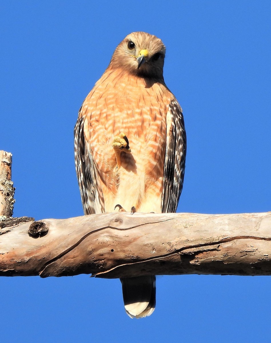 Red-shouldered Hawk - ML552575021