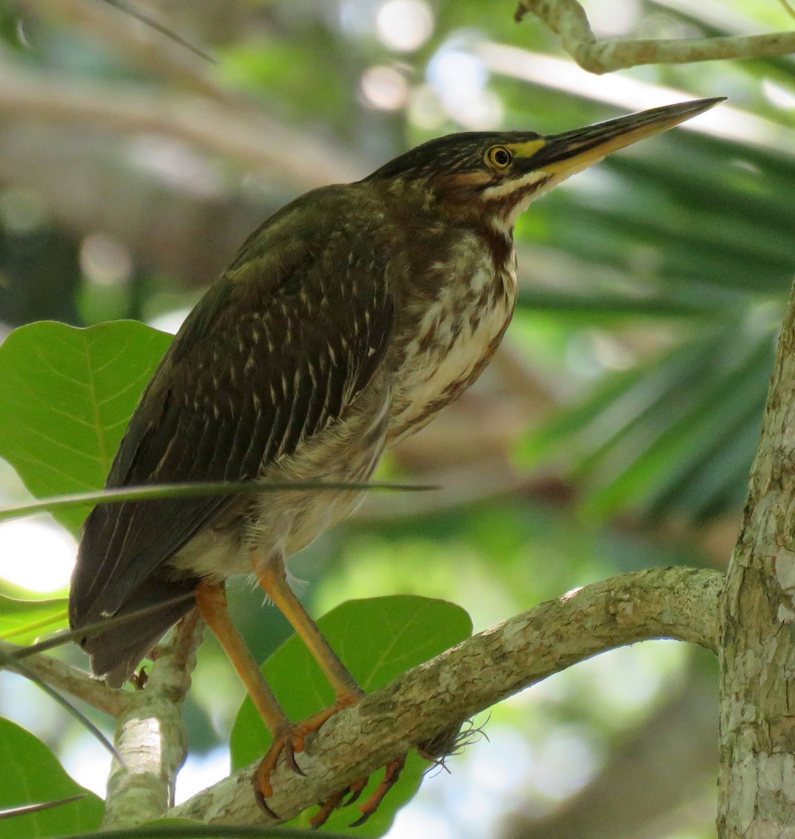 Green Heron - ML55257531