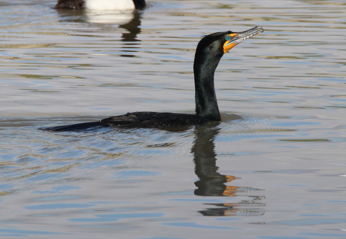 Double-crested Cormorant - ML552575431
