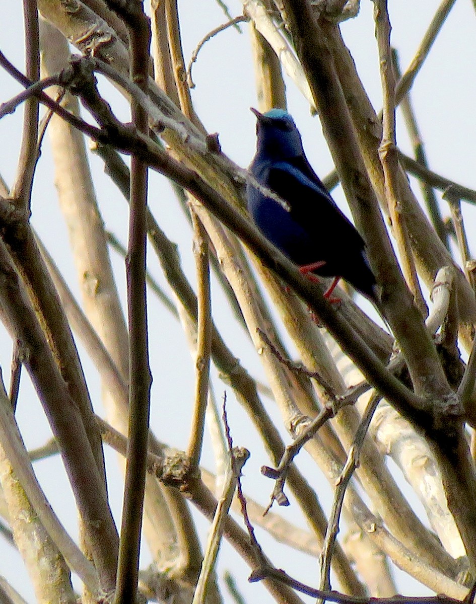 Red-legged Honeycreeper - ML55257561