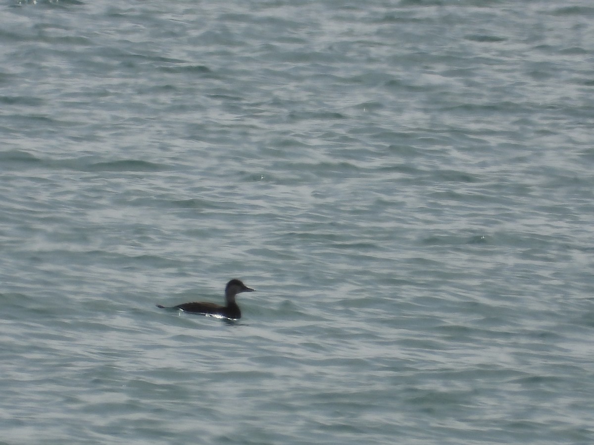 Common Scoter - ML552575871