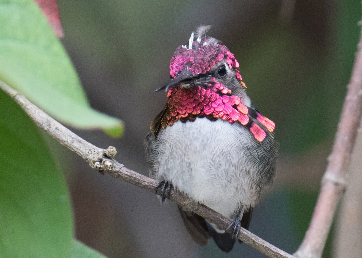 Bee Hummingbird - R Dennis Ringer