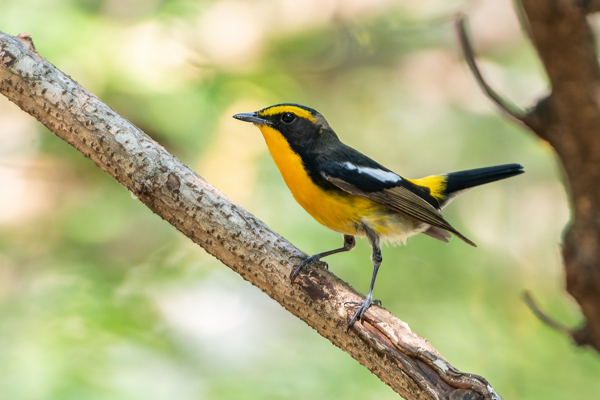 Narcissus Flycatcher - ML552575981