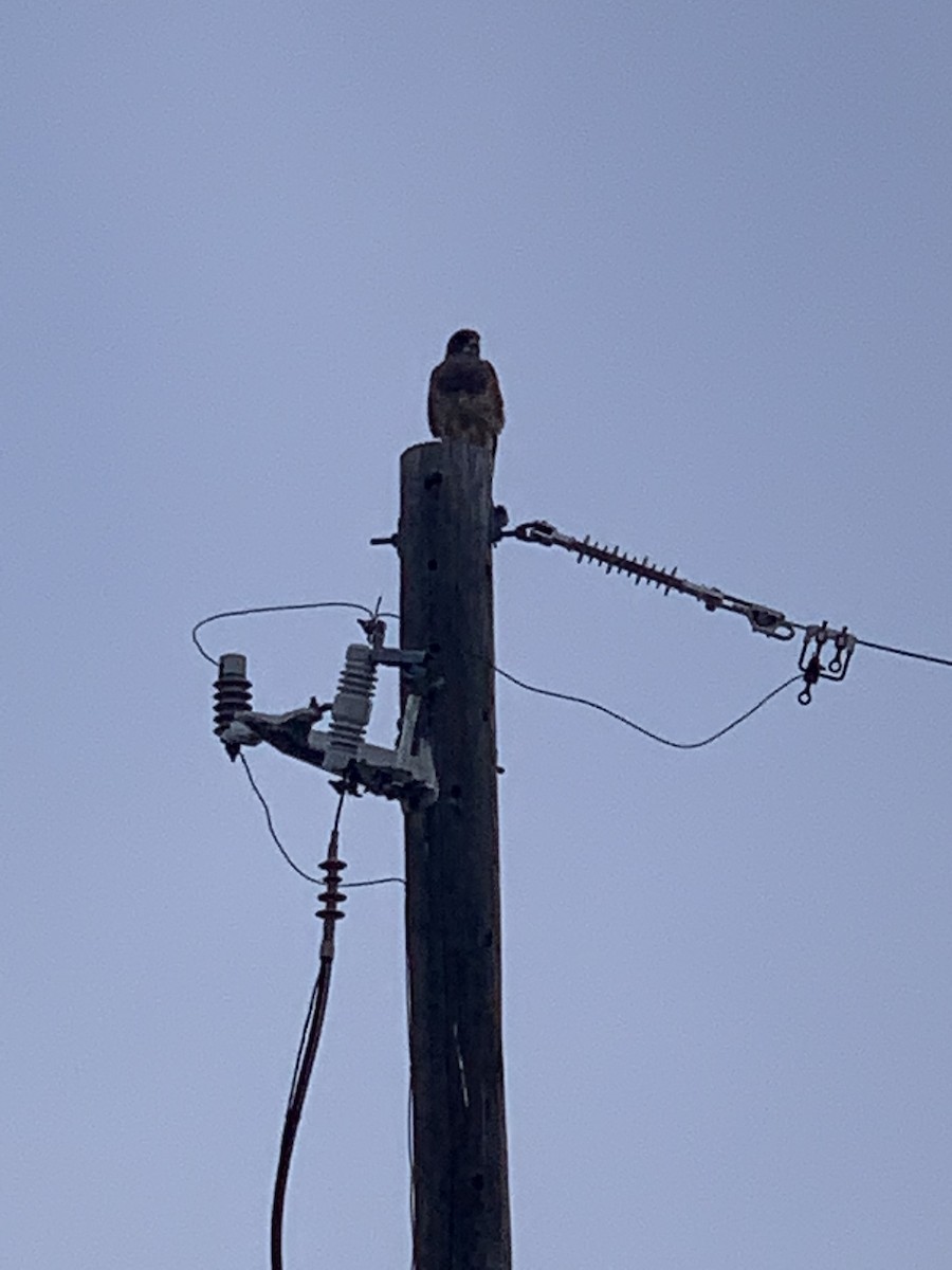 Swainson's Hawk - Clark Monson