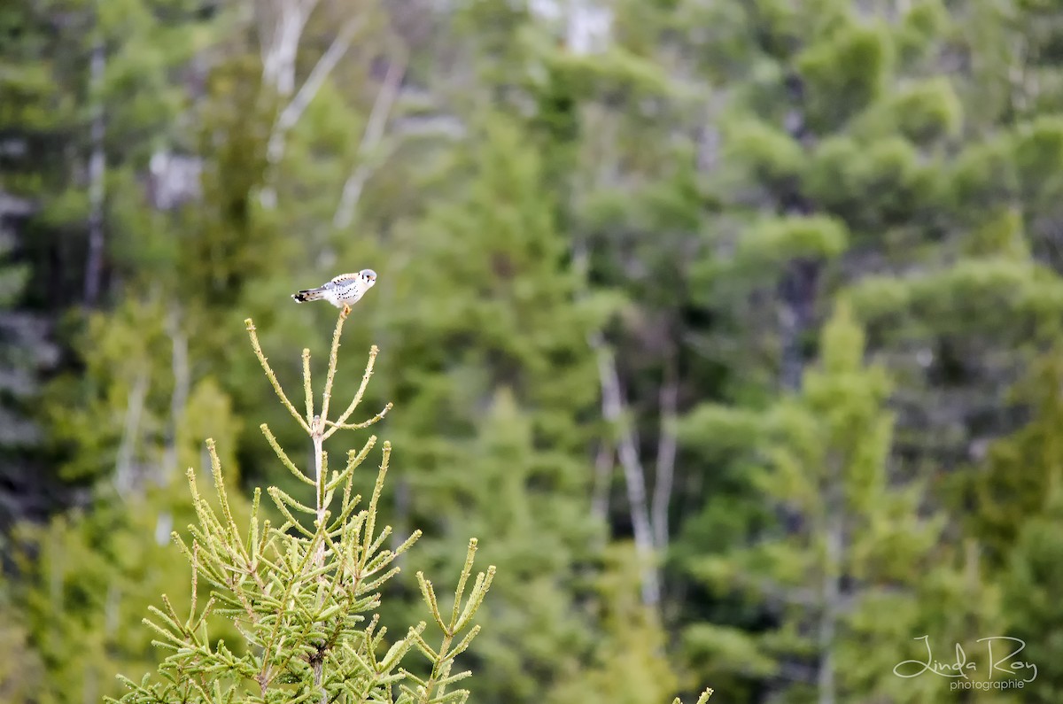 American Kestrel - Linda  Roy