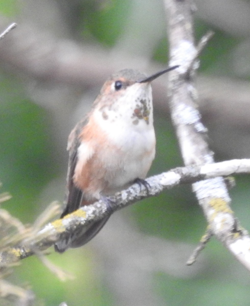 Rufous Hummingbird - ML552576521