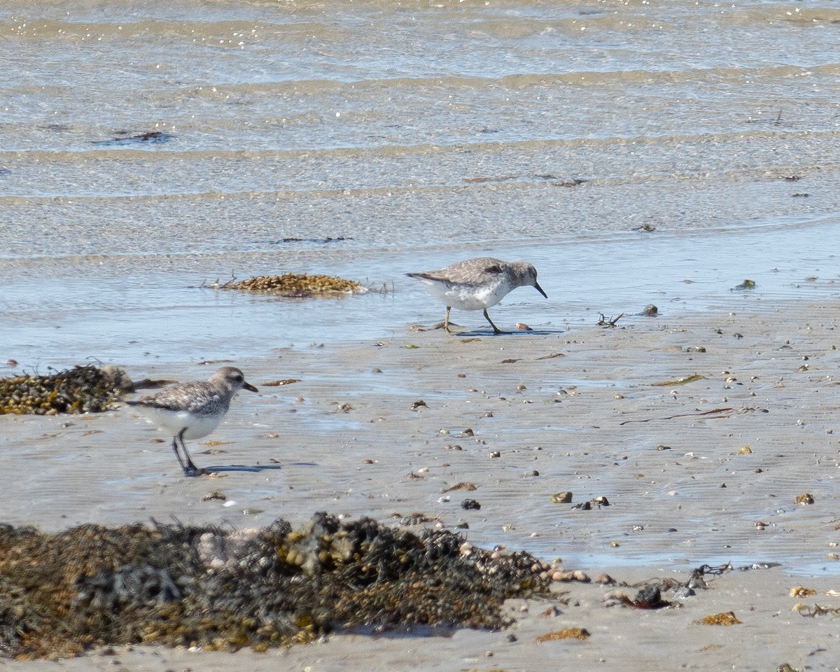 Red Knot - ML552579261