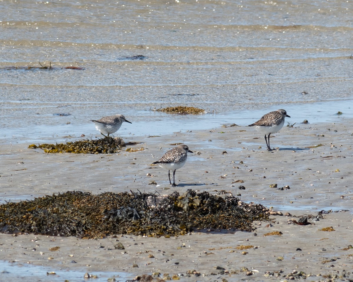 Red Knot - ML552579271