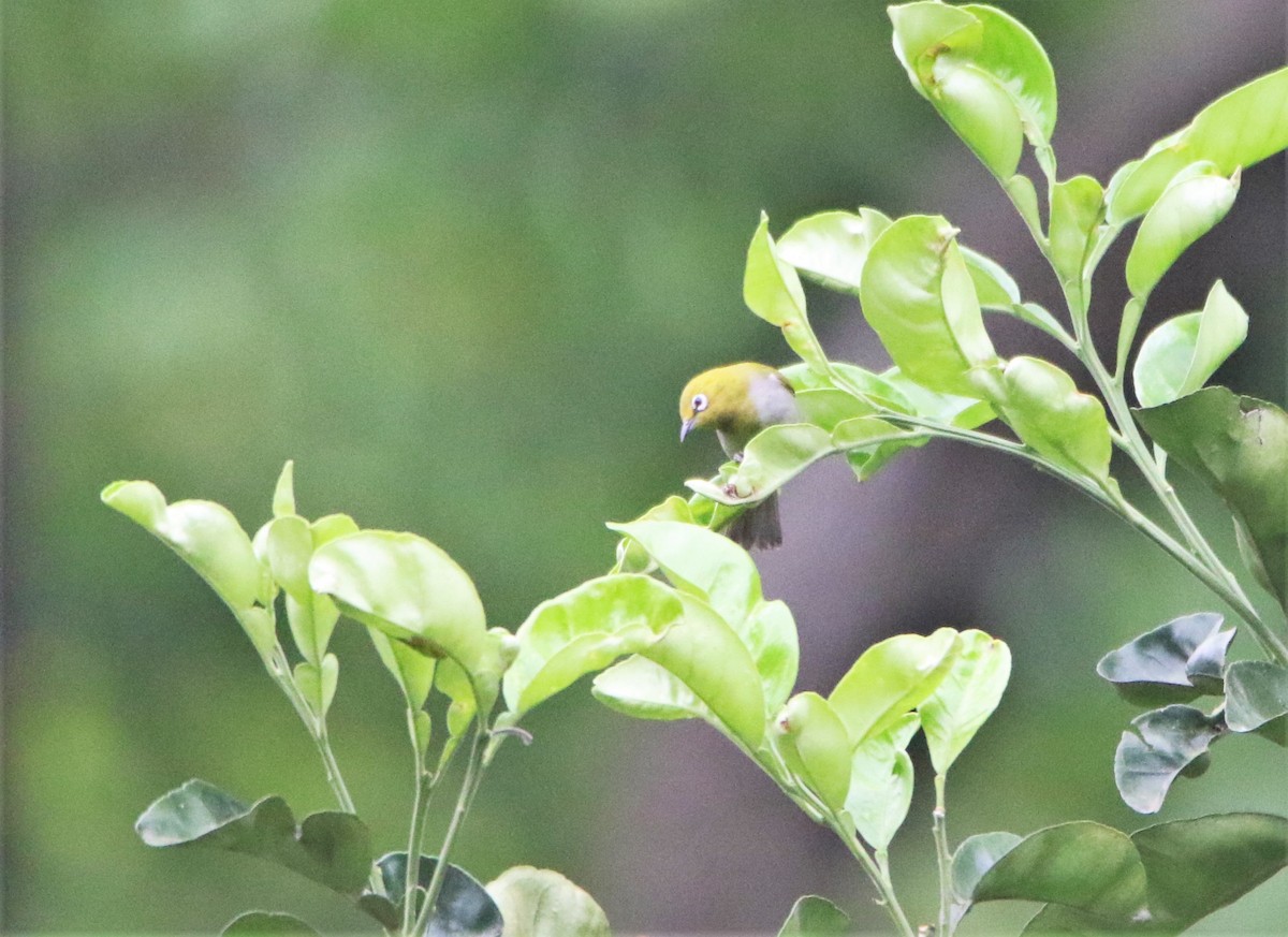 Indian White-eye - ML552579601