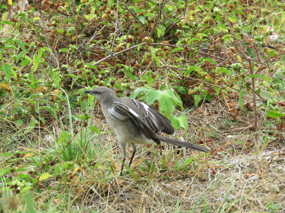 Northern Mockingbird - ML55257971