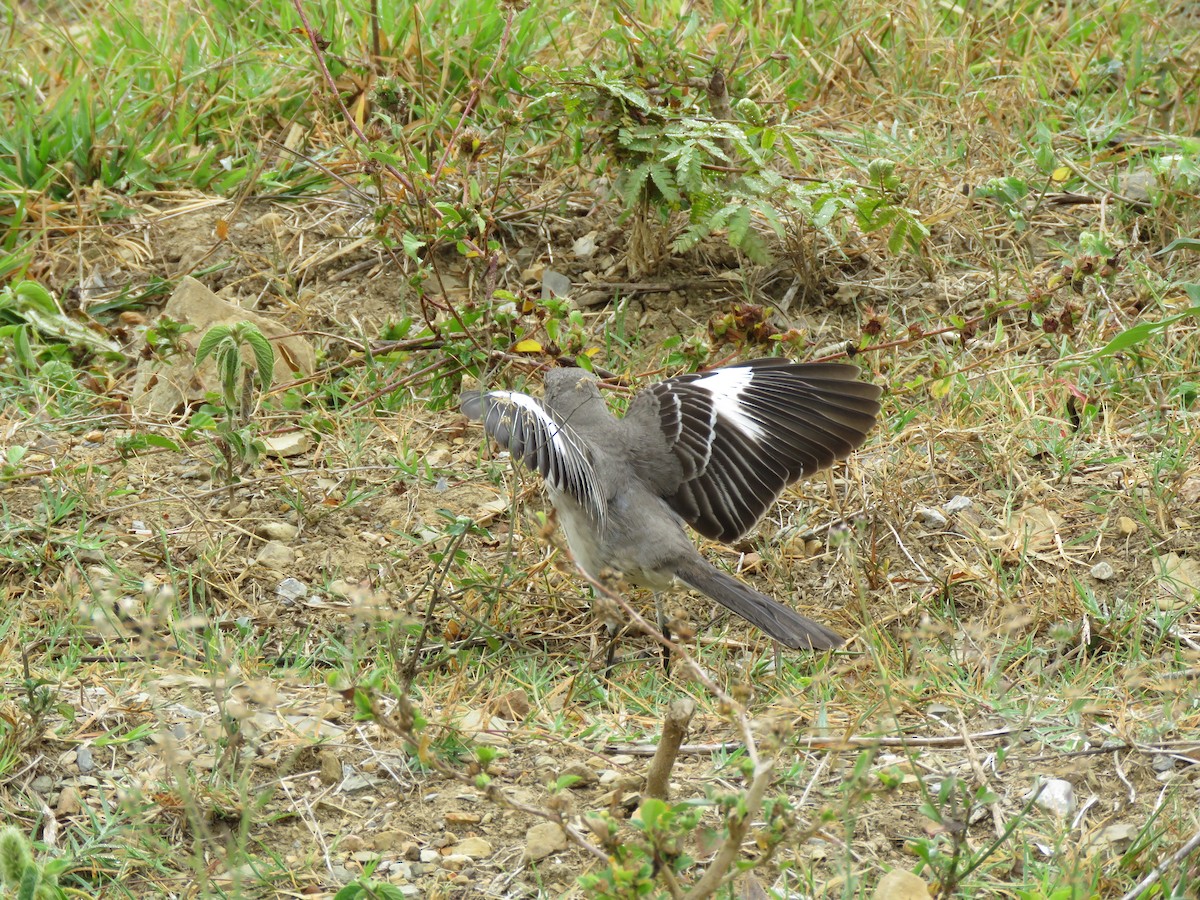 Northern Mockingbird - ML55257981