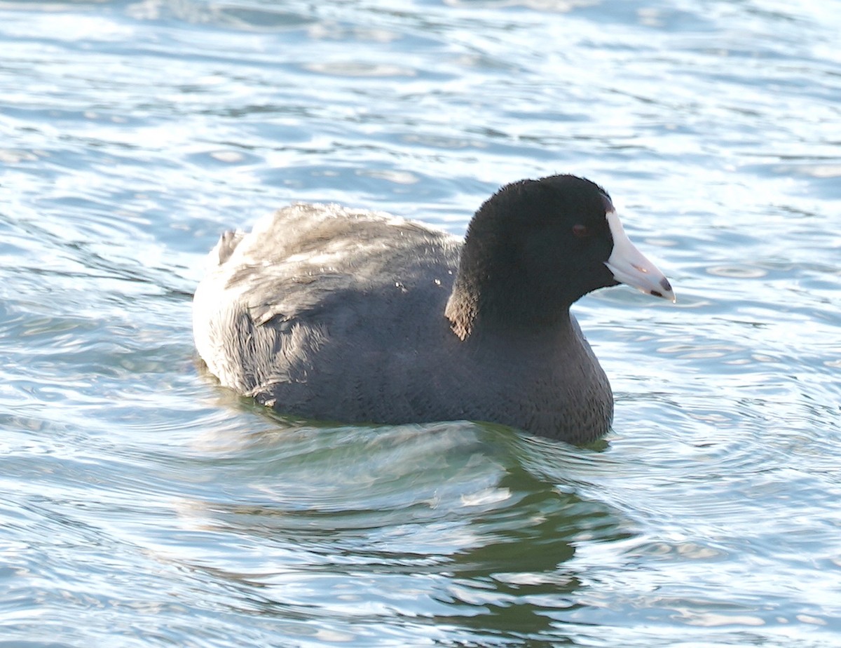 Focha Americana - ML552580311