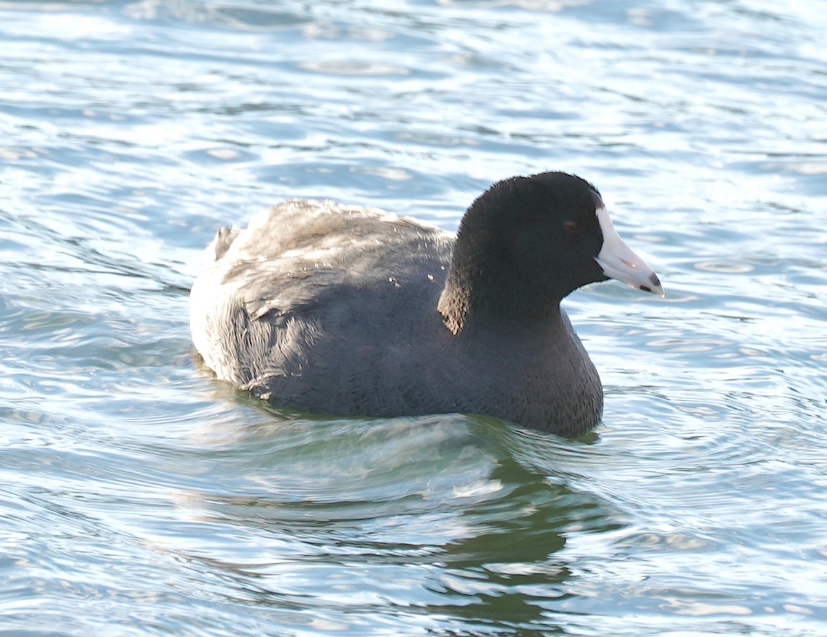 American Coot - ML552580311