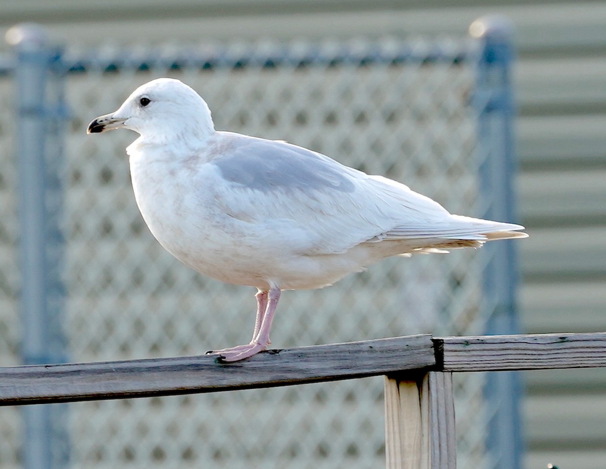 Iceland Gull - Ryan Serio