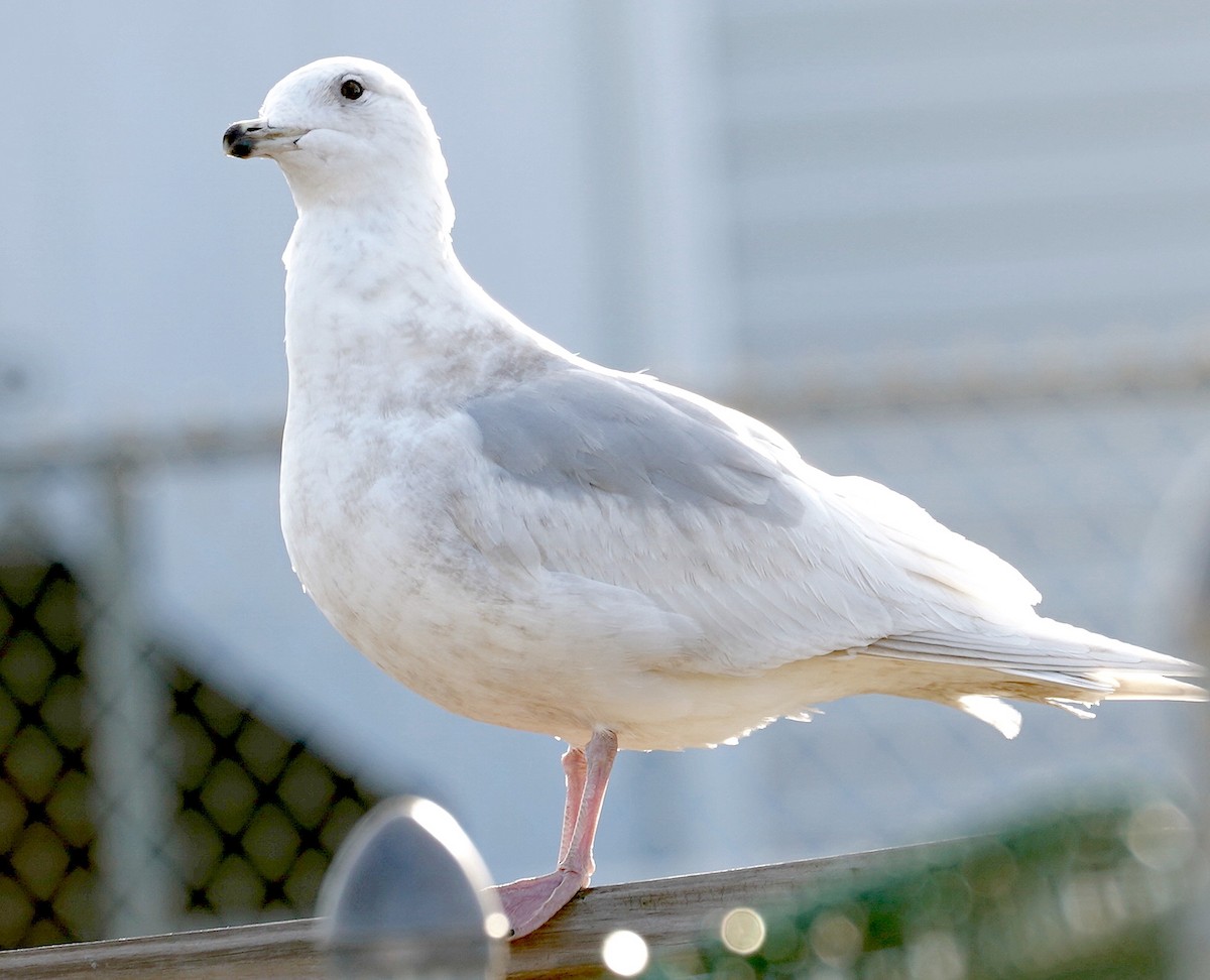 Iceland Gull - ML552580431