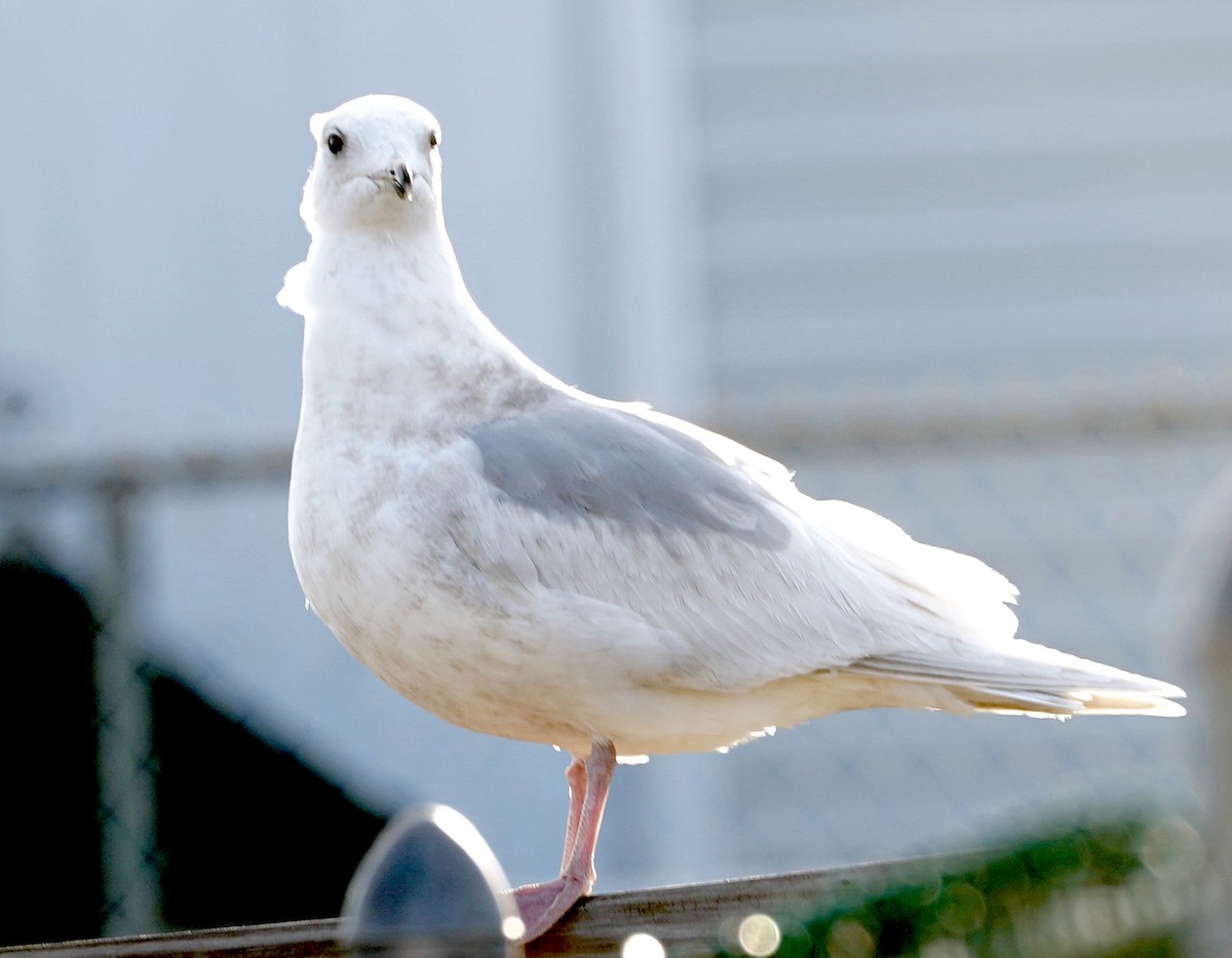 Iceland Gull - ML552580441