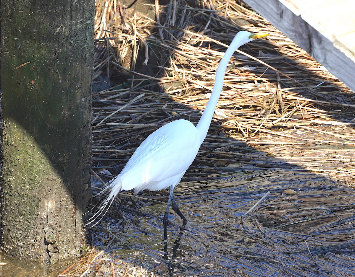 Great Egret - ML552580541