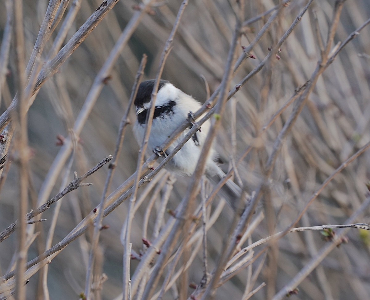 Black-capped Chickadee - ML552580571