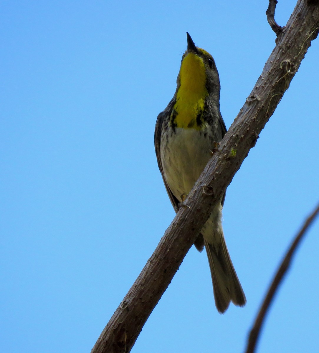 Olive-capped Warbler - Thomas Hinnebusch