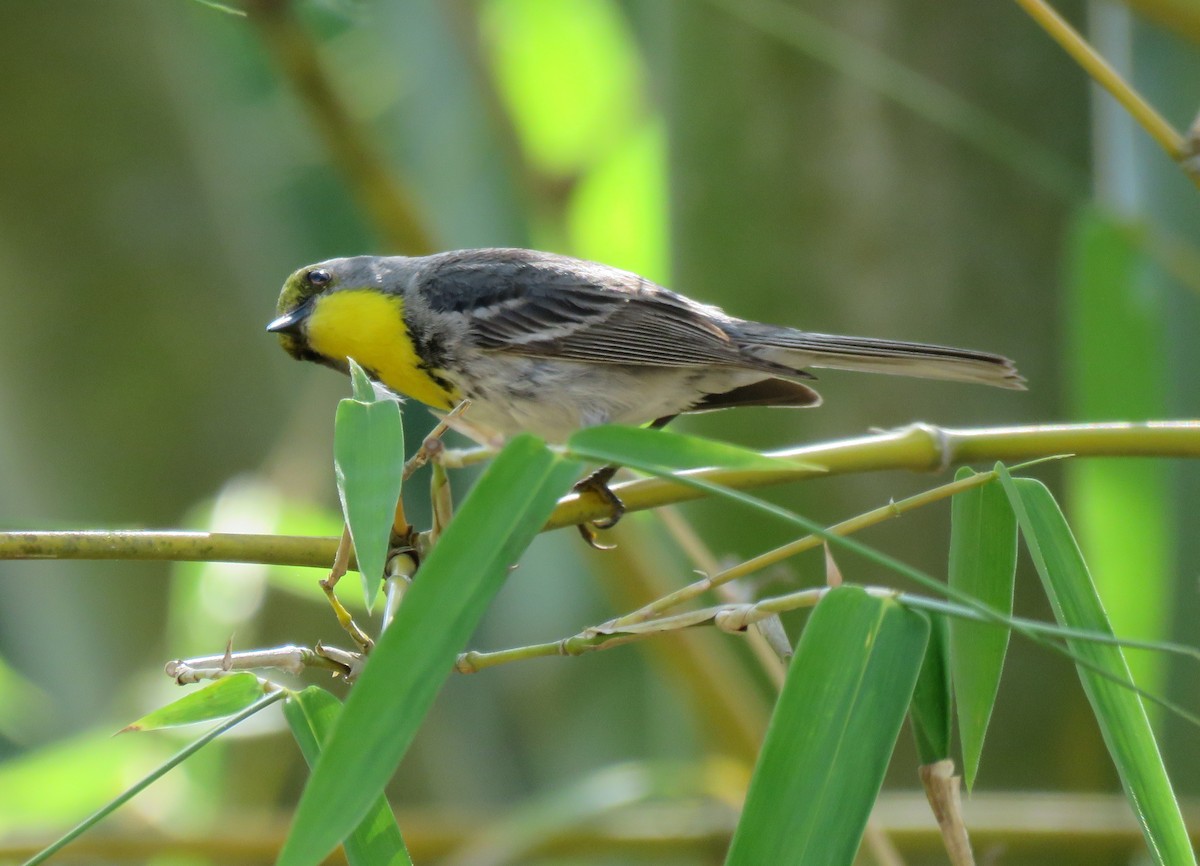 Olive-capped Warbler - ML55258111