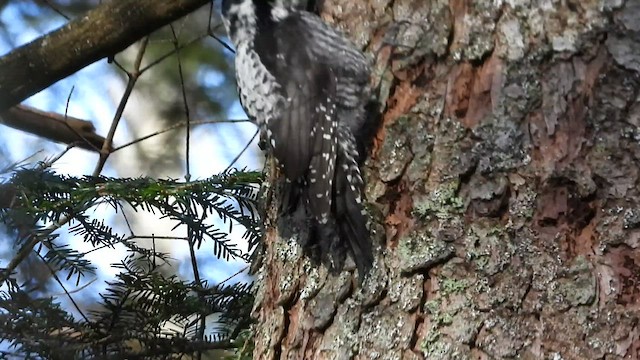 Eurasian Three-toed Woodpecker - ML552581181