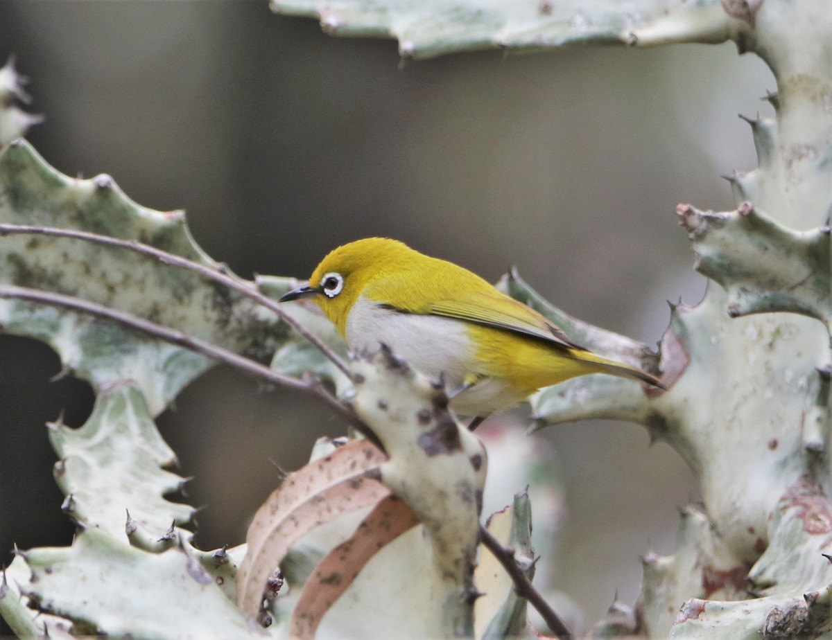 Indian White-eye - ML552582691