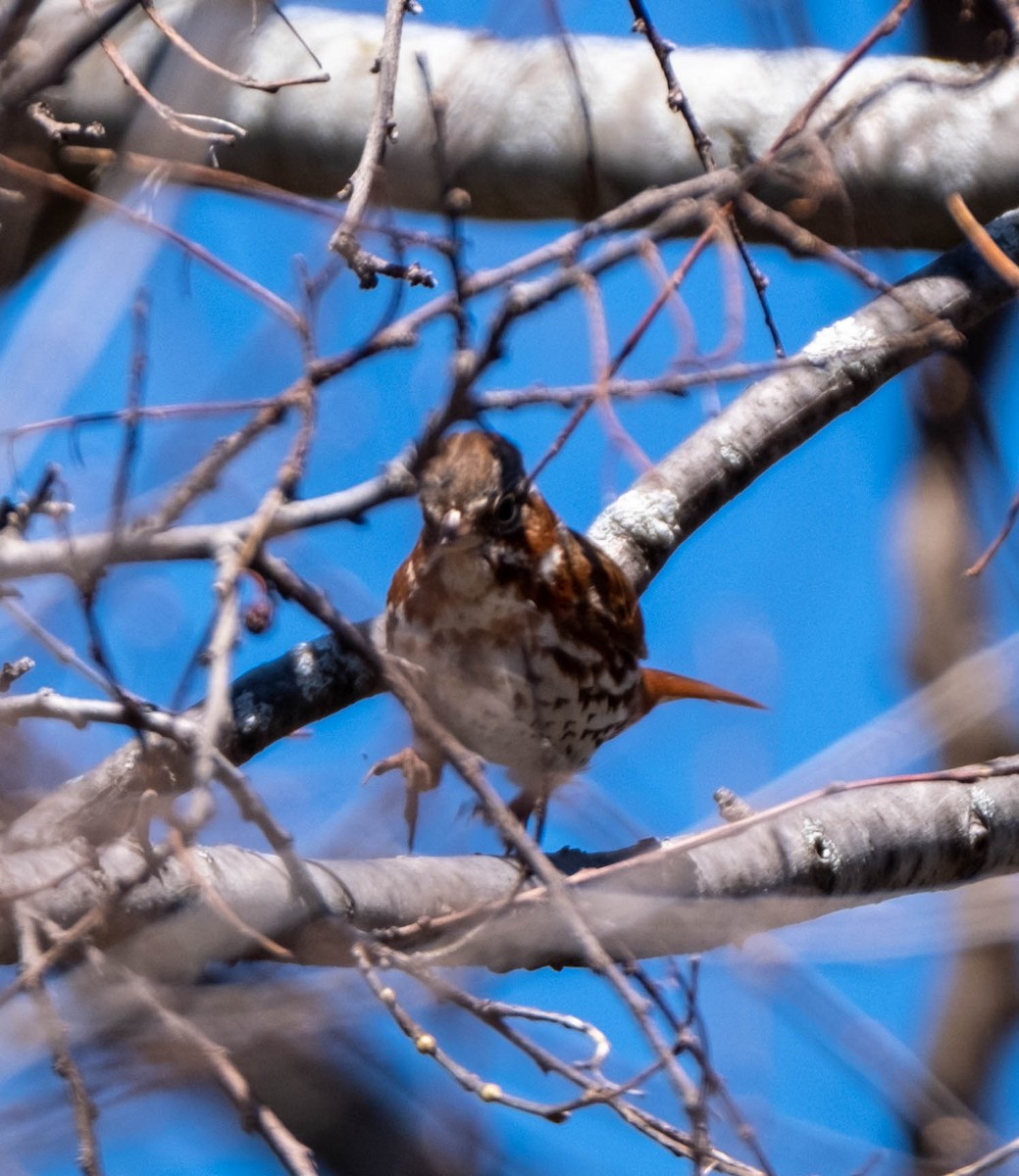 Fox Sparrow - ML552583651