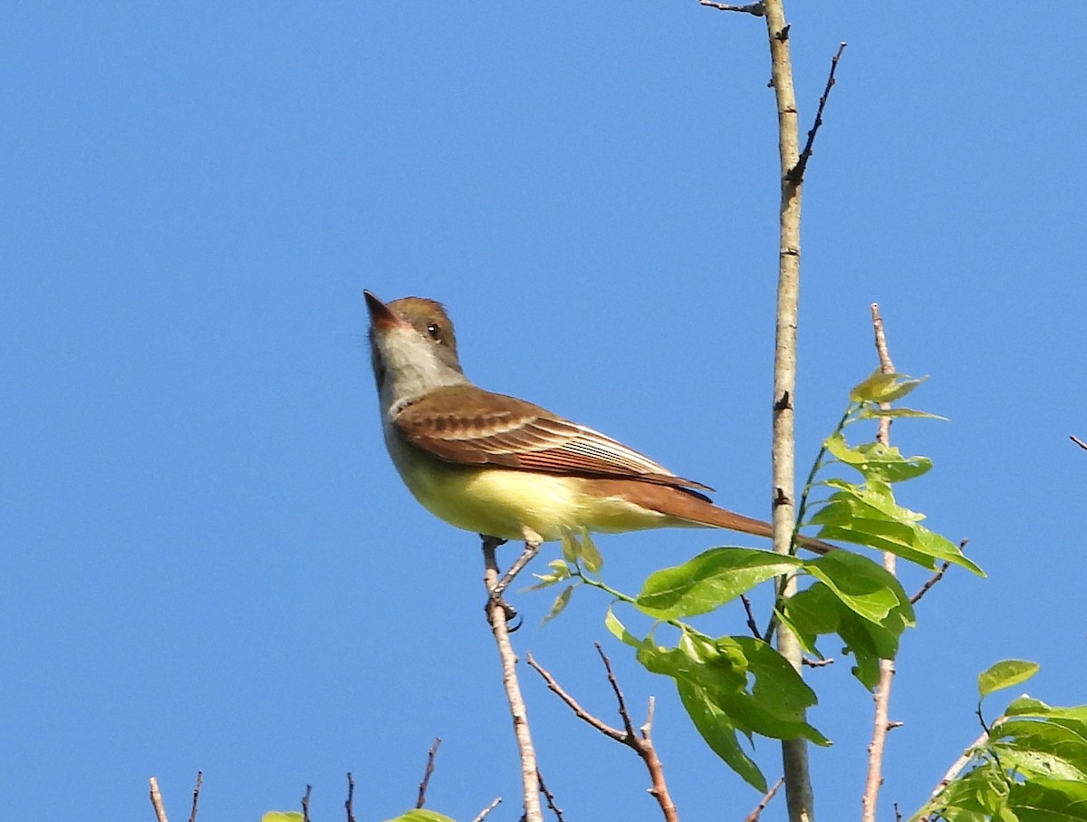 Great Crested Flycatcher - ML552583741