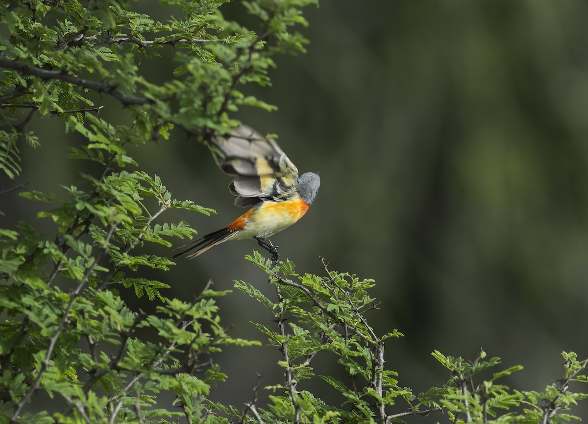 Small Minivet - ML552584121