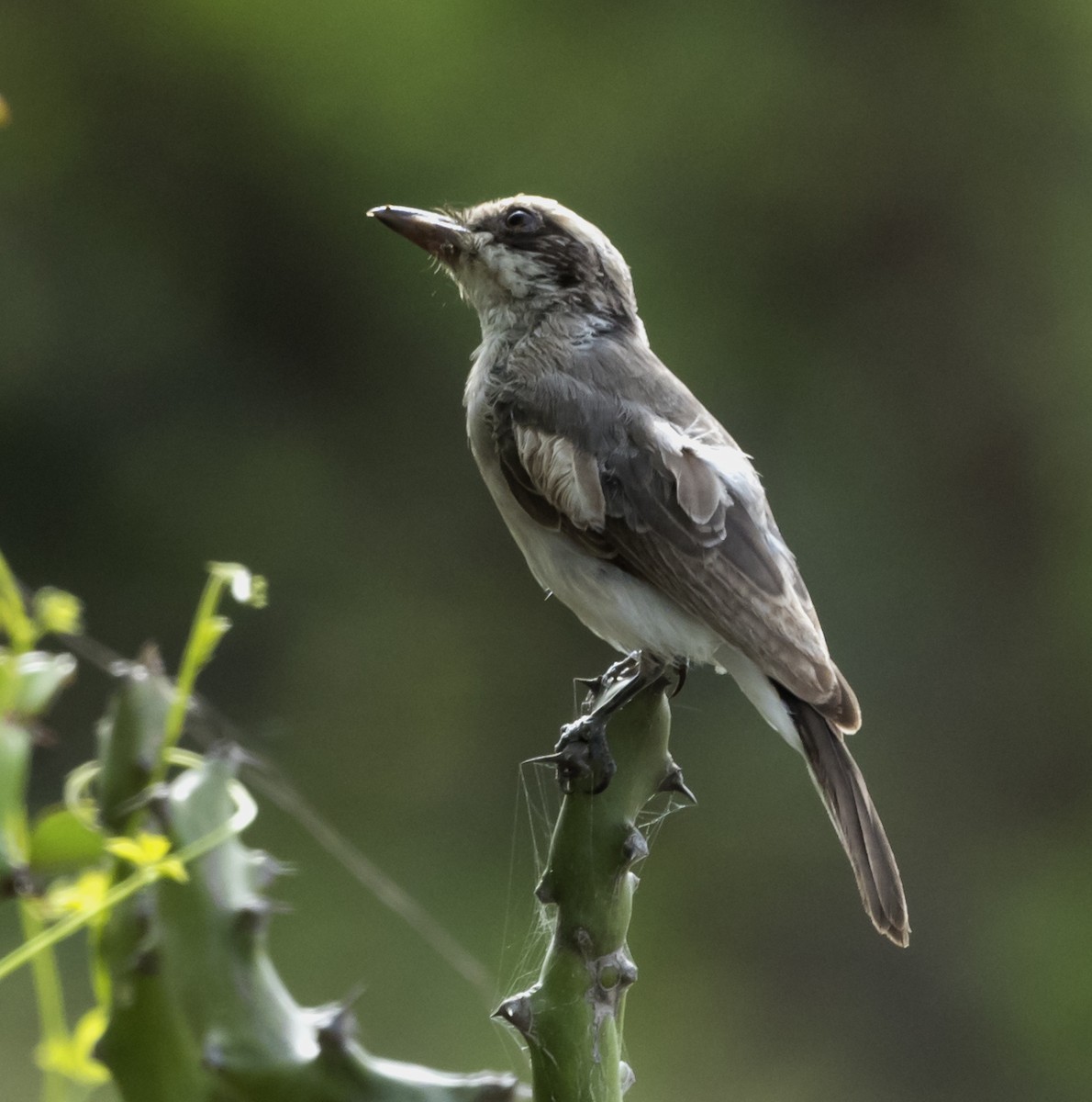 Common Woodshrike - ML552584631