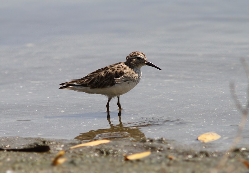 pygmésnipe - ML55258491