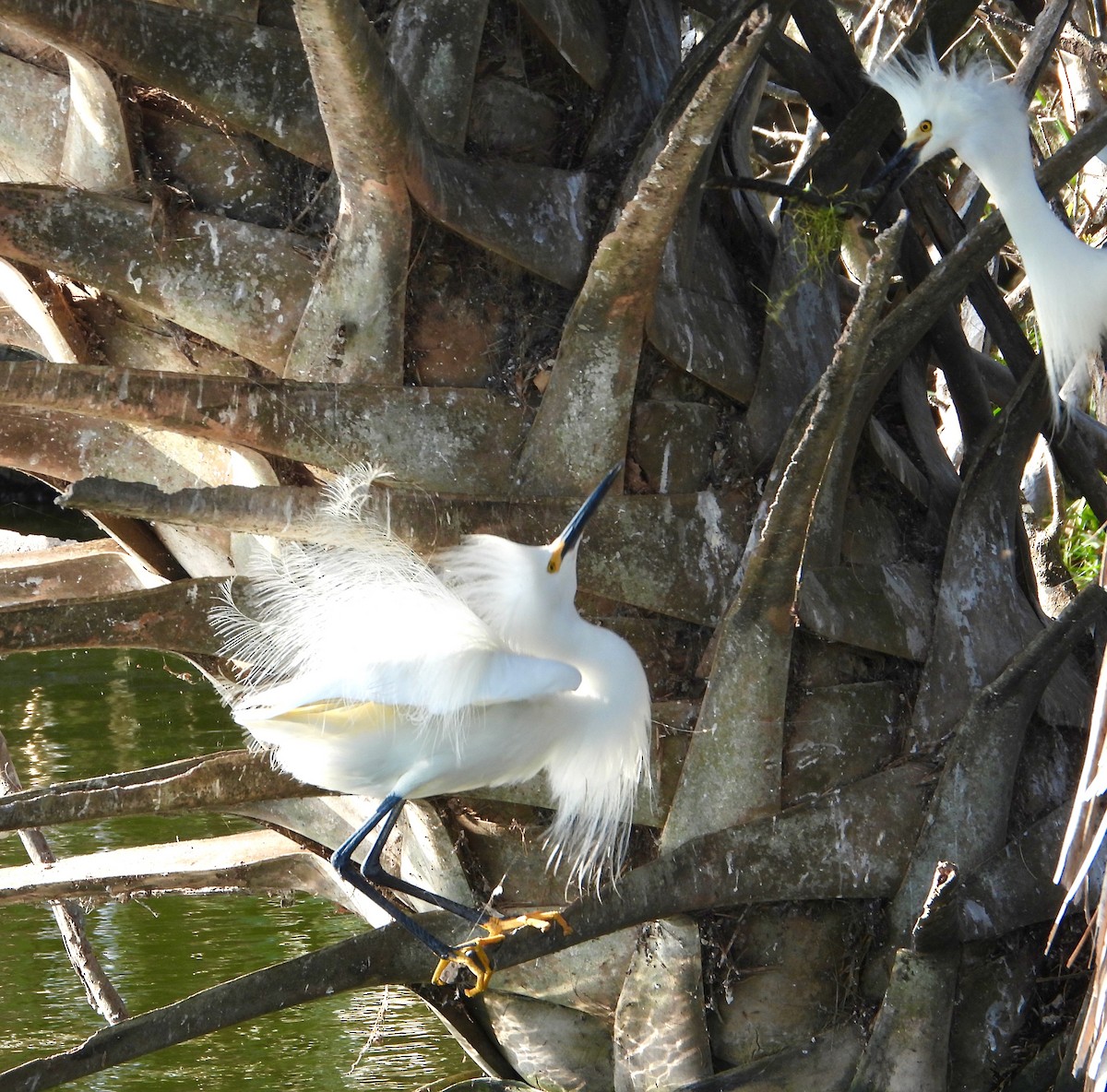 Snowy Egret - ML552585711