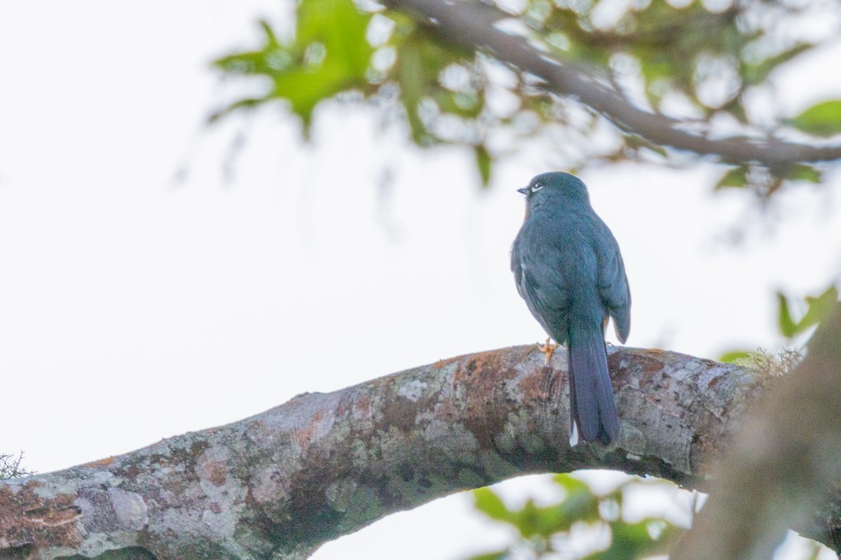 Rufous-throated Solitaire - Charlie Bostwick