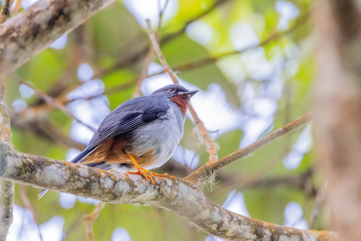 Rufous-throated Solitaire - Charlie Bostwick