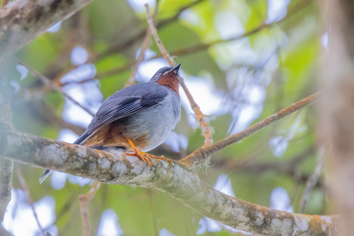 Rufous-throated Solitaire - Charlie Bostwick