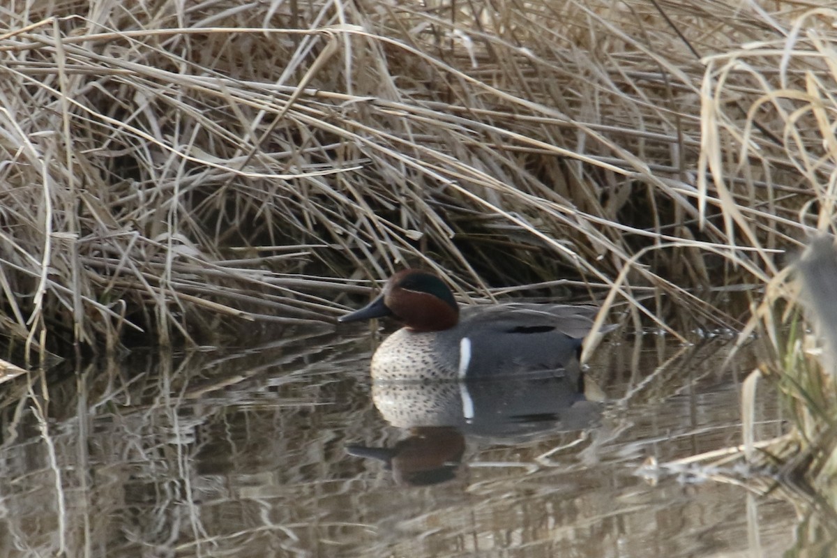 Green-winged Teal - ML552586561